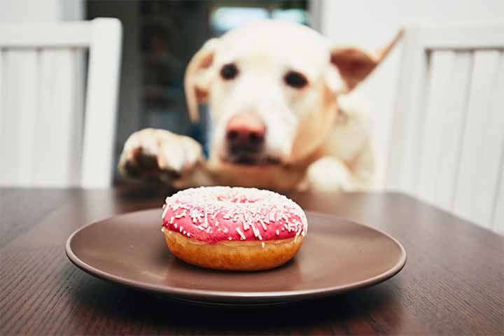Dog looking at a donut on the plate on the table