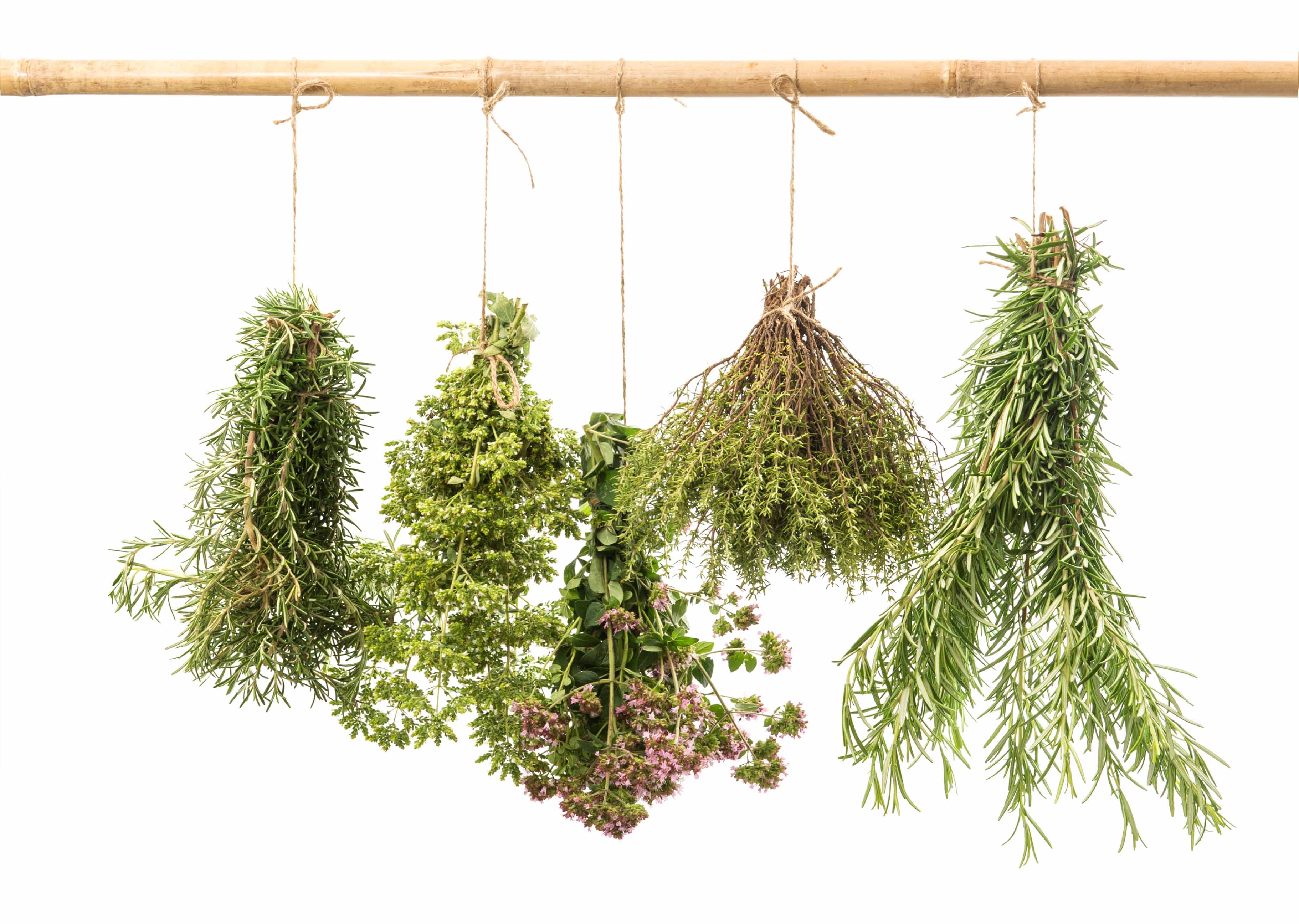 Thyme, oregano parsley and many more herbs hung on a string to dry out